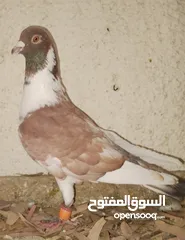  15 حمام جواز بصلات على نبي الحبه ب دينارين واغلبو تحتيو فراخ وبيض