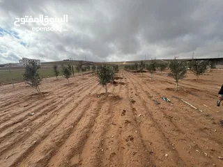  8 مزرعه زيتون منطقه قعفور