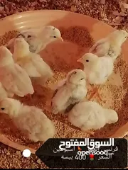  14 فقاسه البلده للبيع دجاج وبيض فرنسي بلونين الأحمر والأبيض