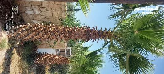  1 شجر زينه نوع واشنطن