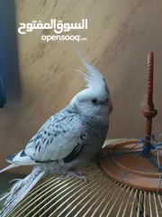  3 كوكتيل لون نادر
