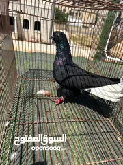  8 فحول كش وجوزين للبيع او البدل