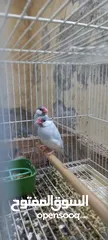  2 Silver Java breeder pair for sell زوج  سيلفر جاوا  للبيع