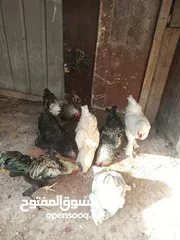  2 ست ديوك سوبر جامبو برهوم