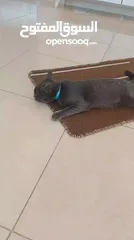 7 قطه للبيع  عمرها خمس اشهر   نوعه برتش  أليف جدا  ولونه gray