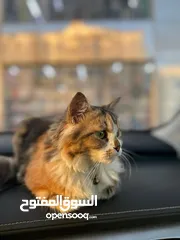  2 قط شيرازي للبيع