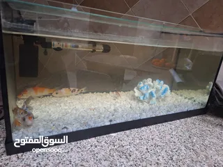  3 حوض سمكن حجم كبير فارغ بدون شي