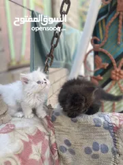  4 قطط صغيره شيرازي