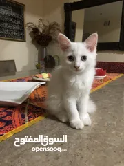  1 4 month kitten for sale