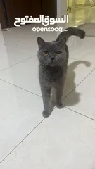  3 قطتين للبيع الكبيره بريتش سكوت شورت هير بيور والصغيره بريتش سكوت مكس اقرء الوصف
