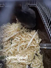  8 هامستر سوري ذكر وانثى مع 6 صغار الوان متنوعه الانثى هالبينو عيون حمر