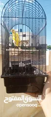  10 طيور للبيع