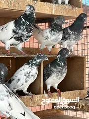  1 حمام باكستاني