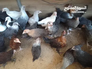  1 فرخات دجاج بلدي