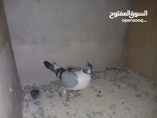  19 4 جواز شغاله  وفحل مكفوله للبيع دون الفراخ 35 دينار كوم