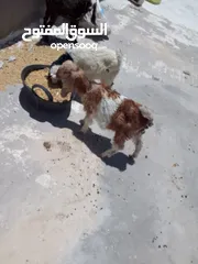  6 ثلاث سخال للبيع