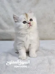  1 قطط شيرازية بيور