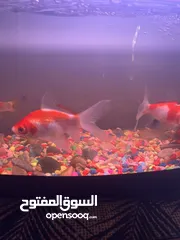  8 اسماك زينه وحوض سمك مع جميع ملحقاته