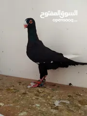  9 بسم الله ما شاءالله حبات نخب طواير وفحول ومخليف