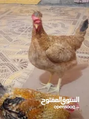  2 دجاج للبيع زوج 30