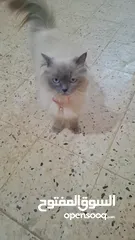  7 قطه سيامي شوكليت للبيع مع أغراضها