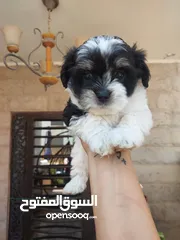  4 لمحبين الكلاب الصغير  للبيع اي استفسار يرجع المرسلة على خاص