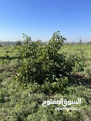  3 مزرعة افوكادو