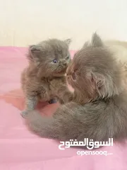  7 قطط (كيتنز) ميكس سكوتش فولد وبرتش لون سلفر بلو  و لون ابيض  للبيع