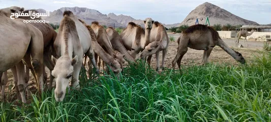  6 مزرعه قرن الكبش فرع بركاء وصول دفعه جديده من قعدان مراعي الجنوب