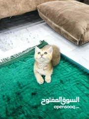  6 قطه سكوتش ستريت جولدن العمر 60 يوم ذكر شورت هير
