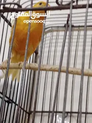  5 حبه بصلاة على النبي طول ورفع للبيع او للبدل على ذكر مخملي جاهز بدون قفص