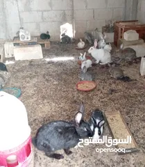  2 ارانب هجين خمس امهات وذكر مع مواليد منهم على وجه شغل العدد كامل خمسين