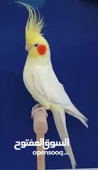  1 مطلوب ذكر كوكتيل لاتينو شغال