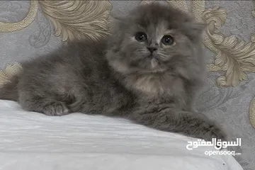  11 قطط جميله كيووت