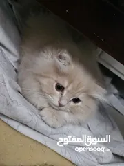  7 قط شيرازي  شامبين كرميل ذكر شعر طويل جدا