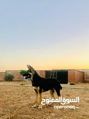  3 متاح ذكر ااااا