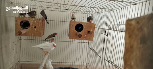  2 zebra finches+white finches