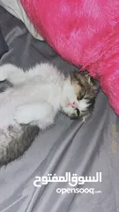  3 قطه للتبني انثى ممتازه  ولعوبه