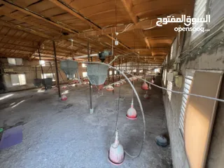  10 مشروع دواجن متكامل وجاهز للإنتاج – ليس مجرد أرض