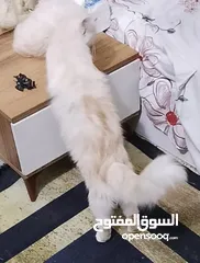  4 قط سكوتش للتبني