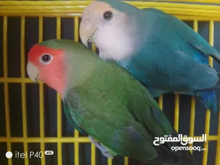  8 متاح جوز روز للبيع و جوز حب هوقو رومو فل وردات