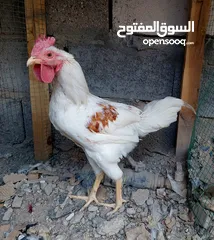  3 ديوك عرب اصلي