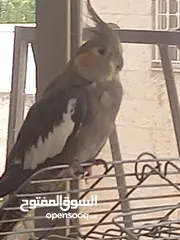 4 طائر كوكتيل أليف  للبيع