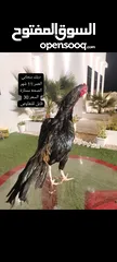  1 للبيع دجاج مع ديك باكستاني