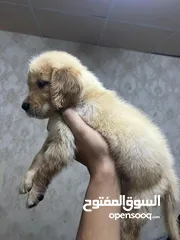  3 Golden retriever puppy