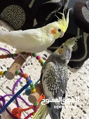  4 جوز كوكتيل بصلاة على النبي فل جانبو اليفات جدأ للبيع للبيع