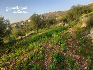  1 مزرعه في جرش المصطبة وأصل جميع الخدمات
