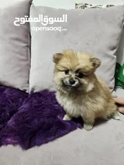  7 جراوي بوميرنيان pomeranian puppies