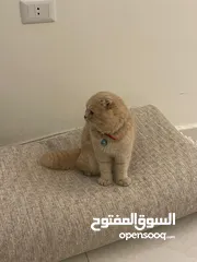  3 سكوتش فولد