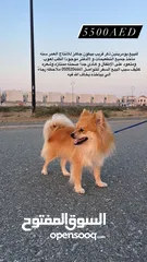  1 كلب بومونيان